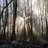 Dalton Woodland Burial Ground: un esempio di cimitero verde in Inghilterra